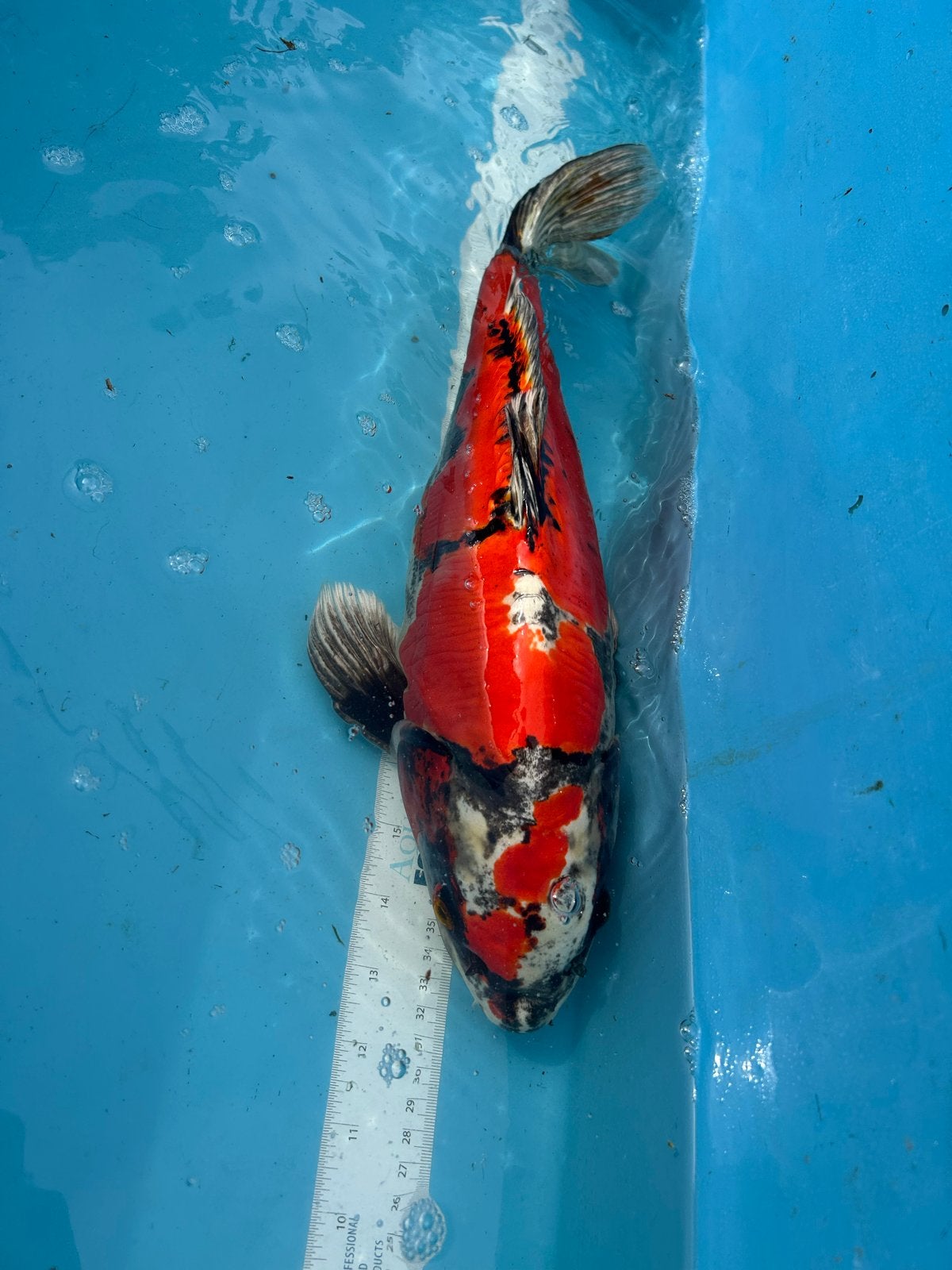 Japanse koi Doitsu Showa Sanshoku, Karper of Koi