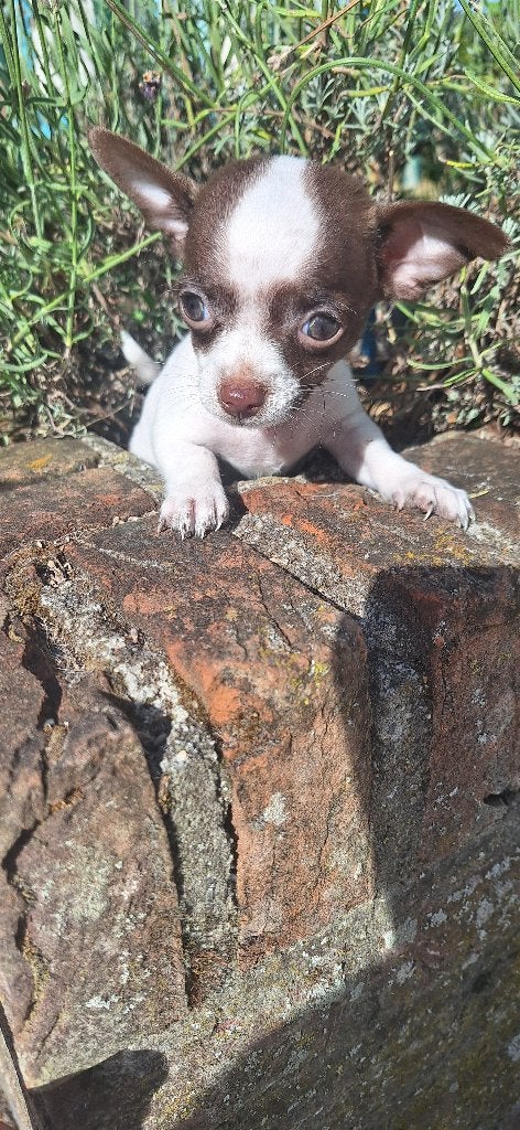 Te koop Chihuahua  pups, 8 tot 15 weken, Meerdere, Meerdere dieren, Chihuahua