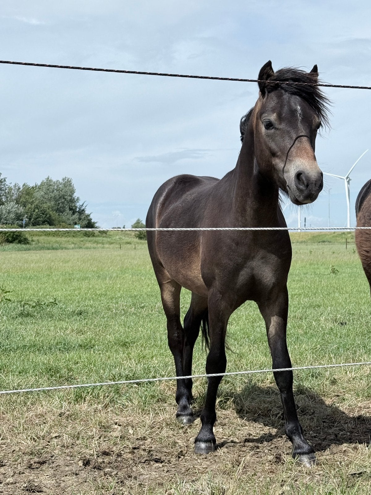 Dartmoor hengstje, Dieren en Toebehoren, Merrie, Minder dan 160 cm, Ontwormd, 0 tot 2 jaar