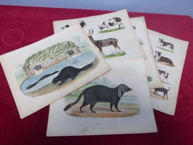 Georges Buffon’s History of the Earth and Animated Nature., Antiek en Kunst, Kunst | Litho's en Zeefdrukken, Ophalen of Verzenden