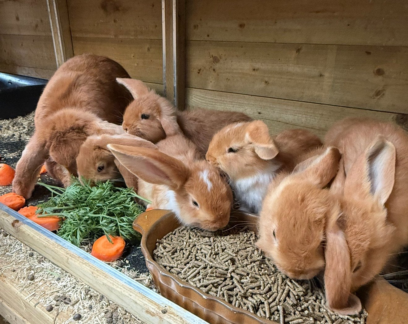 Franse hangoren, Dieren en Toebehoren, Meerdere dieren, Groot