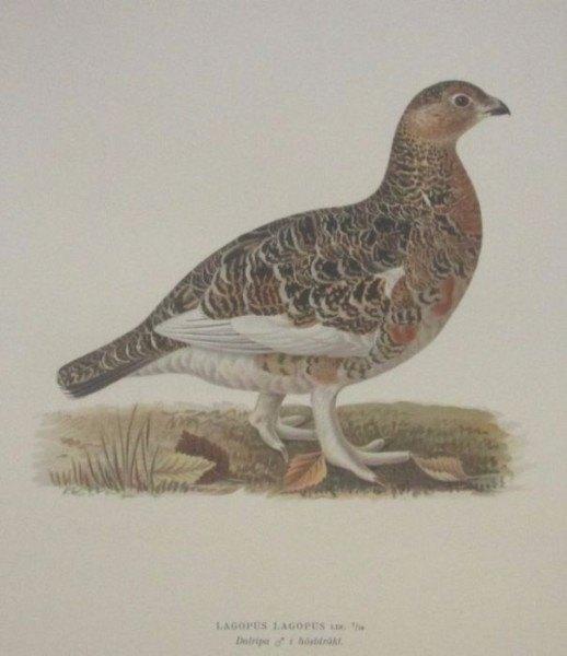 Grote chromolitho - Moerassneeuwhoen in zomerkleed - ca.1925, Ophalen of Verzenden, Flora en Fauna, Origineel, Lithografie