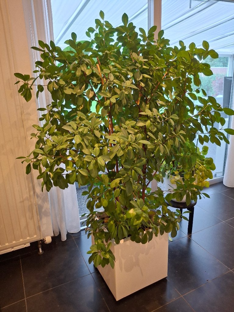ficus, Ophalen, Ficus, 100 tot 150 cm, Halfschaduw
