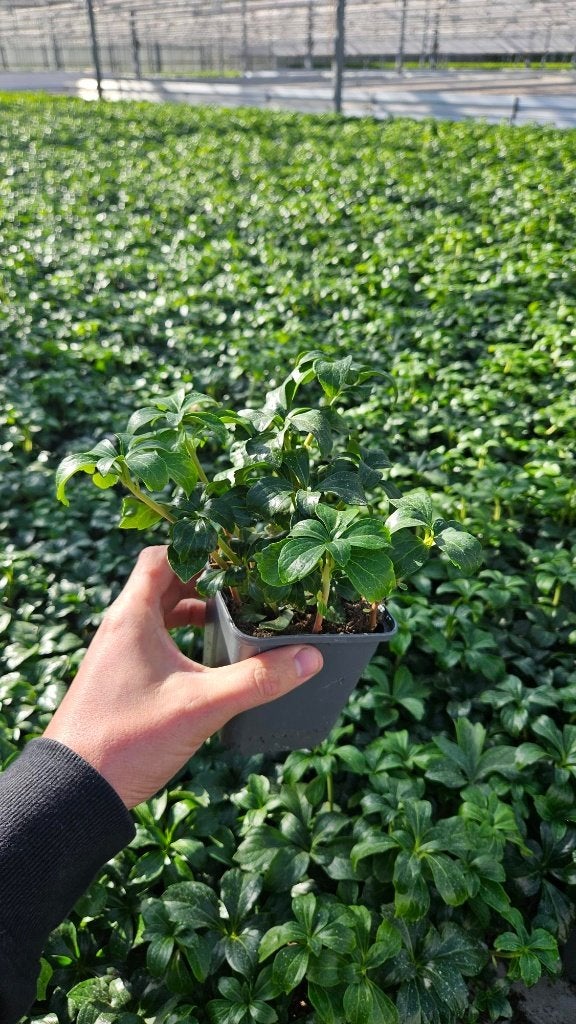Pachysandra Green Sheen - Dikkemanskruid - Groenblijvend, Tuin en Terras, Ophalen of Verzenden, Vaste plant, Siergrassen, Halfschaduw