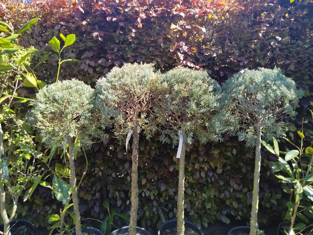 Cupressus arizonica 'Fastigiata'  - bol op stam., Ophalen, Overige soorten, Volle zon
