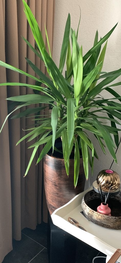 Mooie grote binnen planten, Ophalen, Zo goed als nieuw