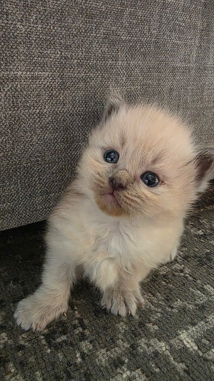 100% Ragdoll kittens, Meerdere dieren