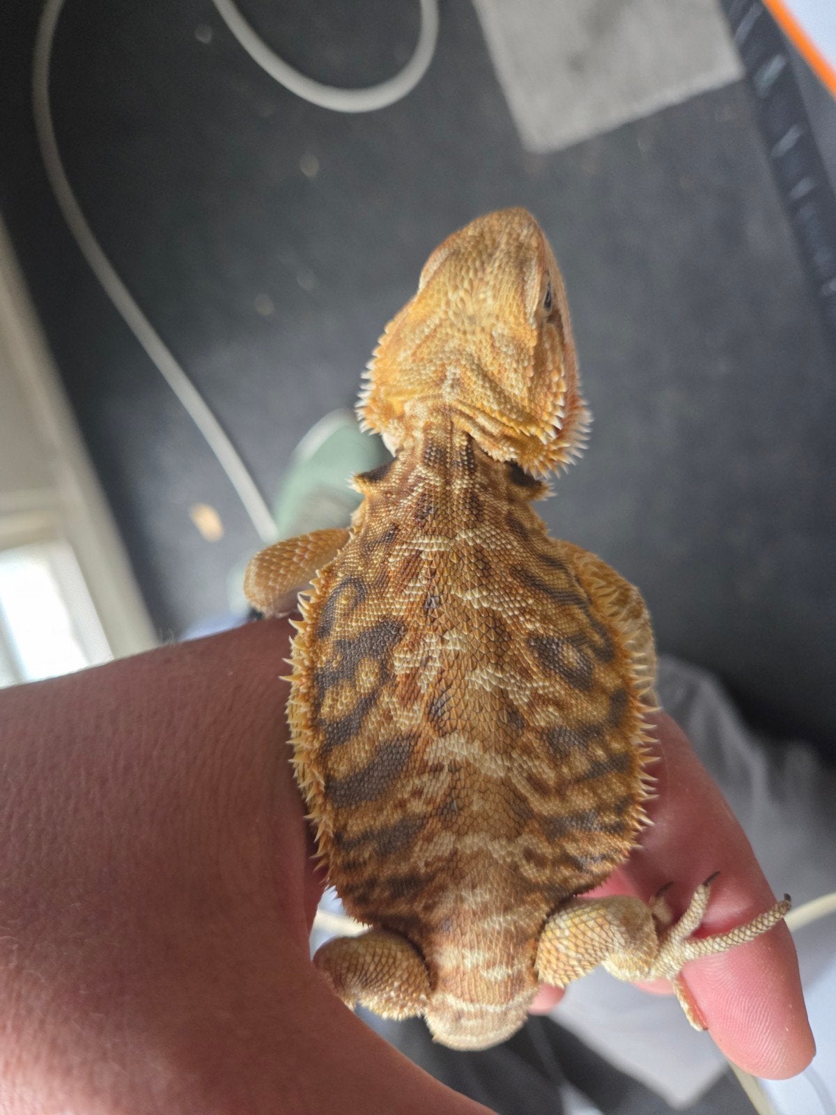 Baardagaam Pogona Vitticeps Orange Citrus Tiger Leatherback Bearded Dragon photo 2