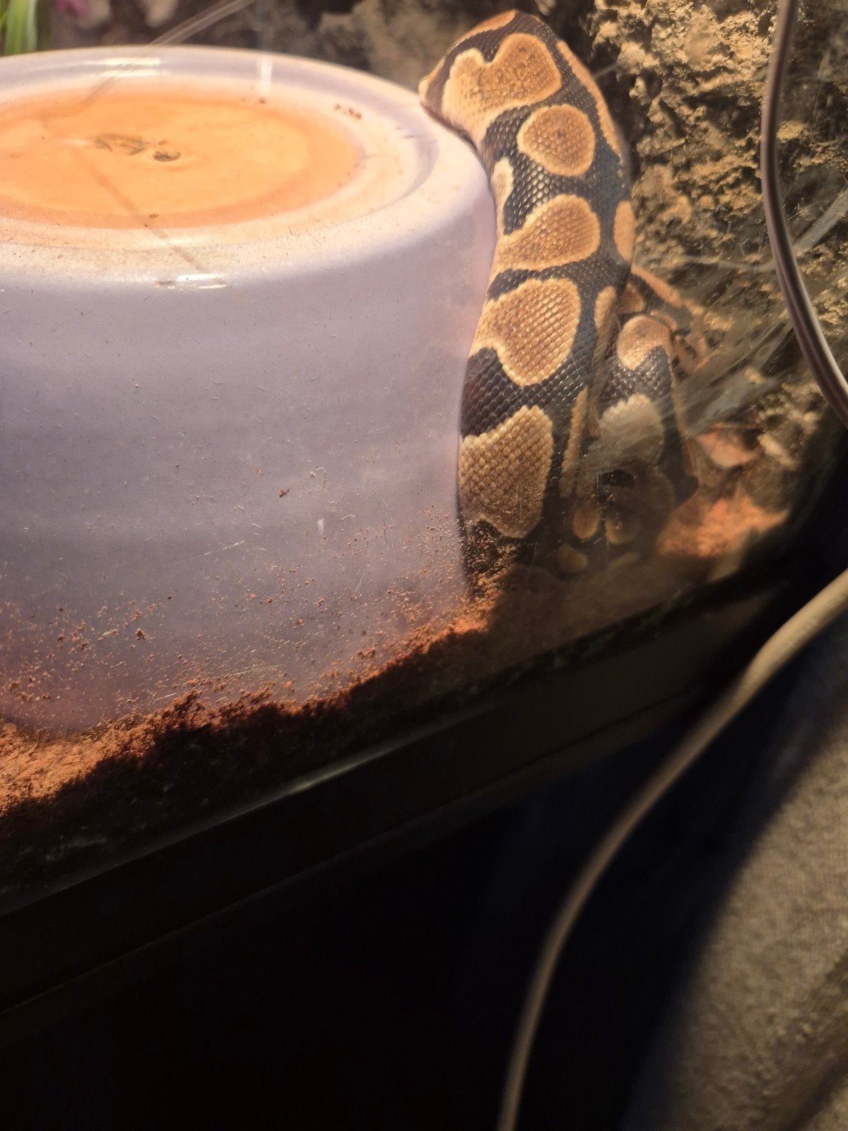 01 pastel NK 25Python regius Ball Python photo 6