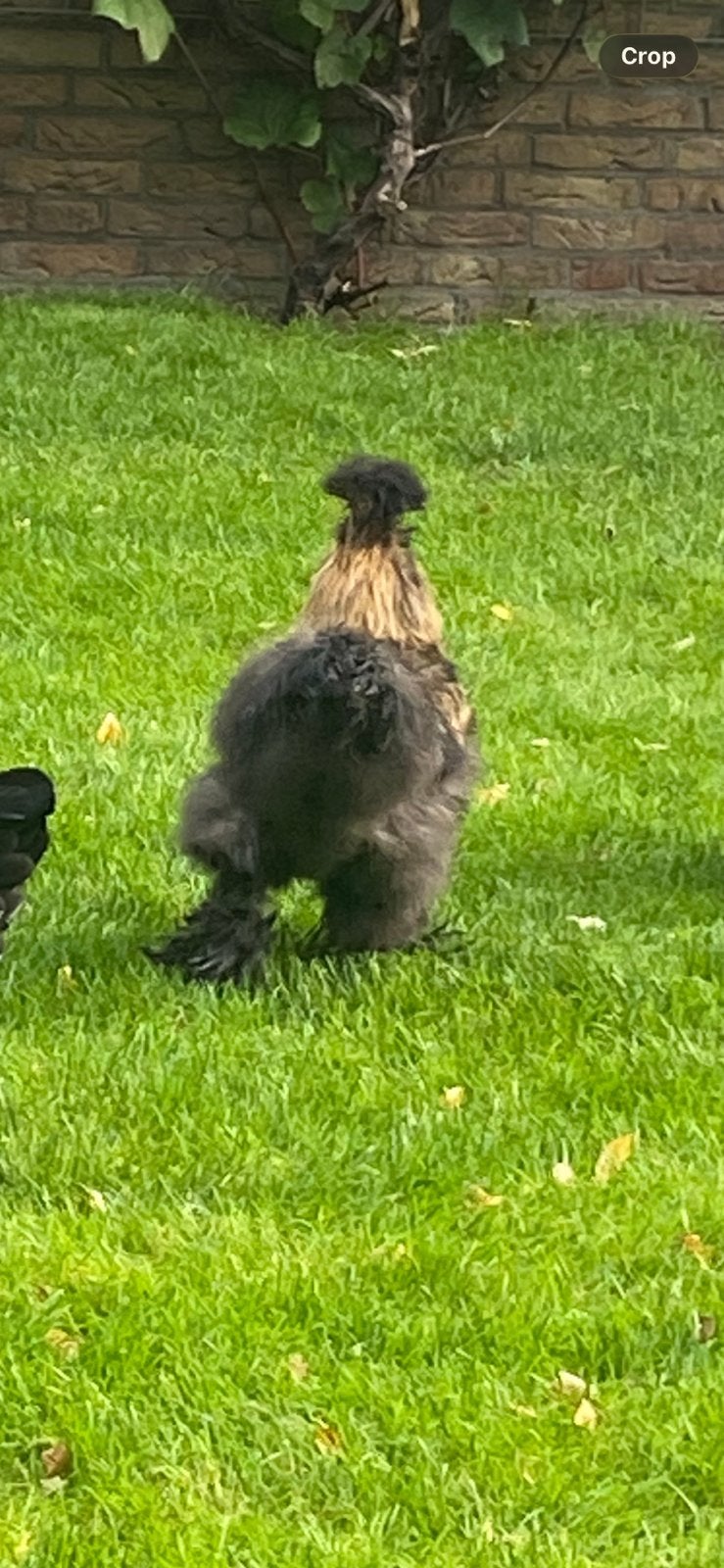 Us fluffy  roosters, Dieren en Toebehoren, Meerdere dieren, Kip