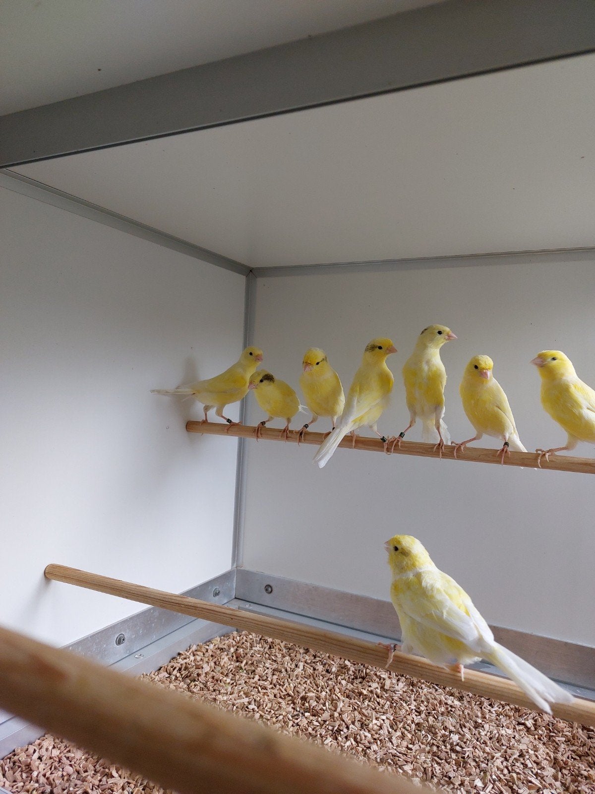 ZANGKANARIES, Dieren en Toebehoren