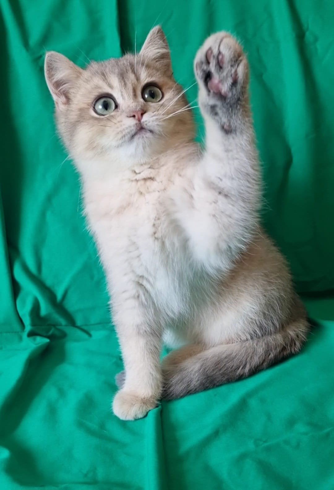 Britse korthaar kittens met stamboom, Dieren en Toebehoren, Katten en Kittens | Raskatten | Langhaar, Kater, Met stamboom