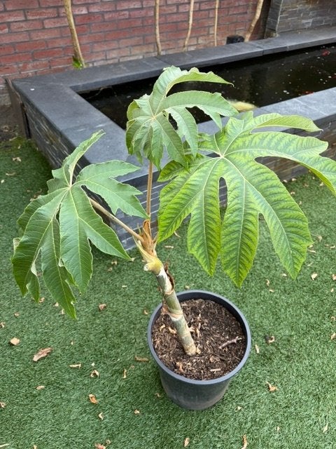 Rijstpapierplant/Rijstpapierboom/tetrapanax papyrifer, Vaste plant, Halfschaduw, Herfst, Ophalen