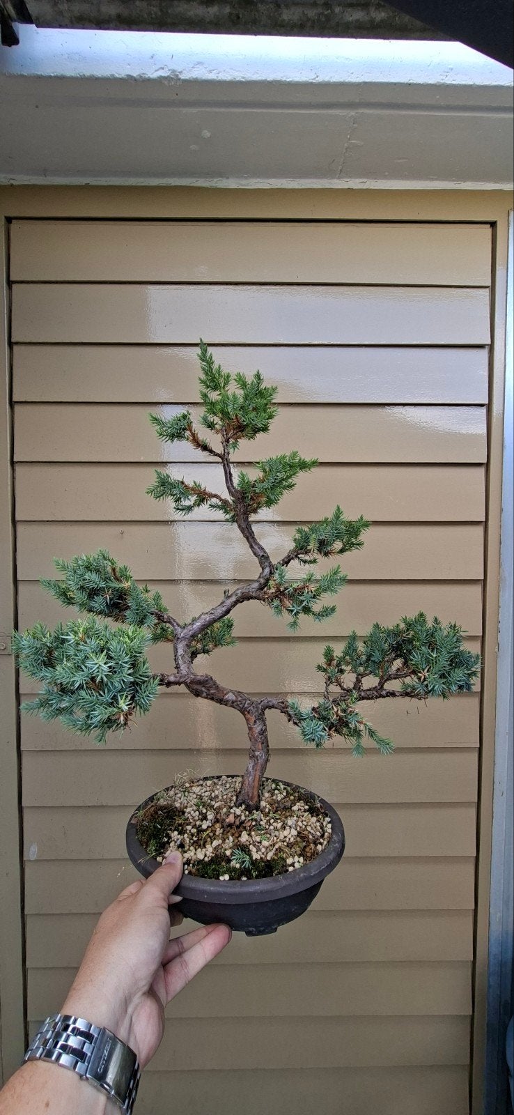 Juniperus Bonsai - Unieke Vorm en Rustieke Schoonheid, Ophalen