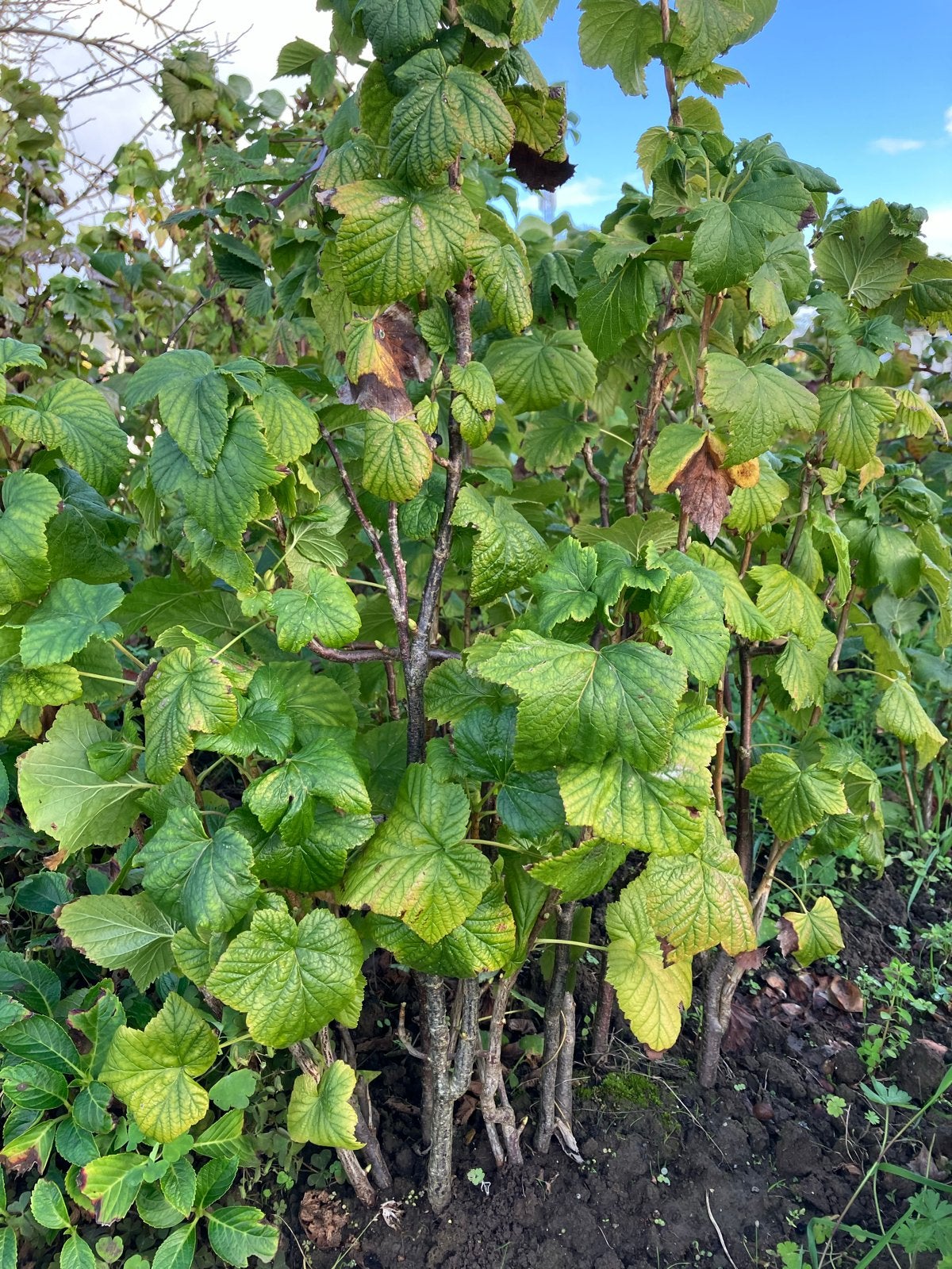 Zwarte Bessenstruik - Zelf fruit plukken uit eigen tuin!, Ophalen, Minder dan 100 cm, Lente, Overige soorten