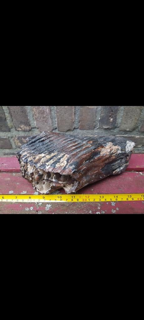 Mammoet kies mammuthus kies kaak Pleistoceen kiezen wolharig, Verzamelen, Mineralen en Fossielen, Ophalen of Verzenden, Fossiel