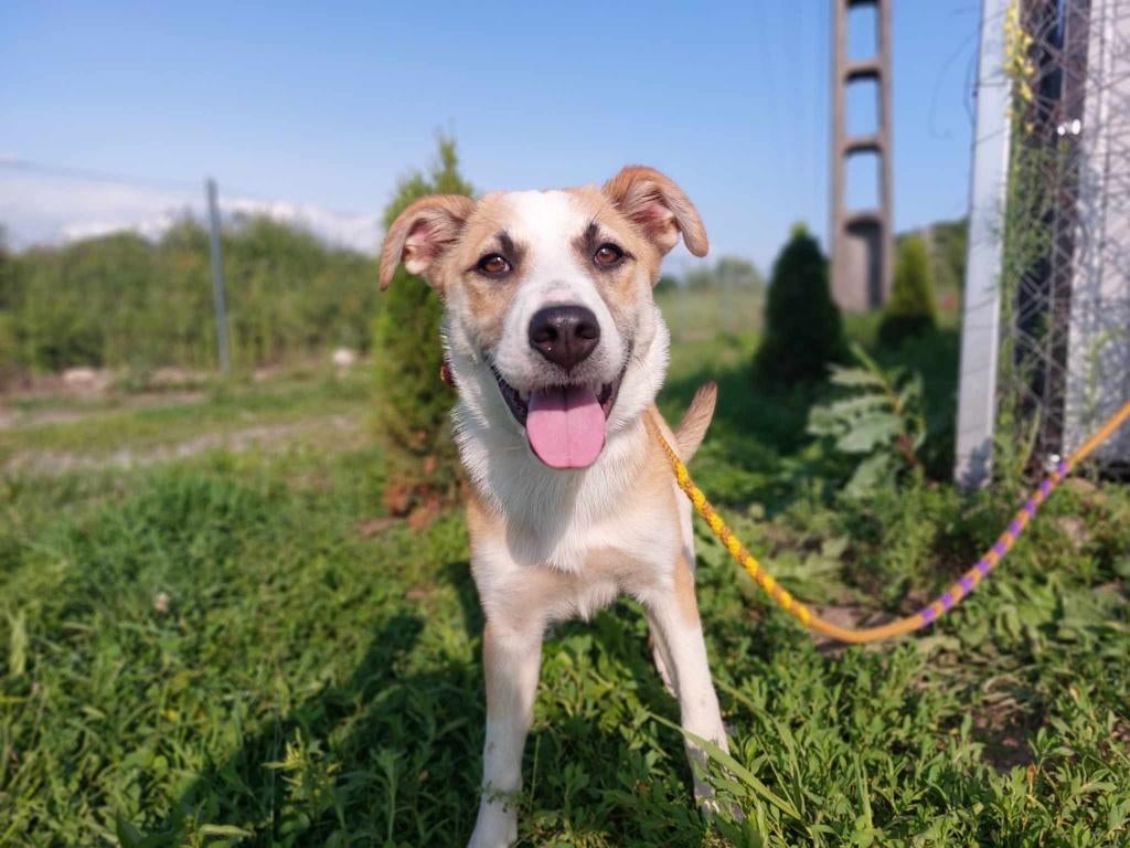 YVETTE, ZACHTAARDIG, MENSGERICHT, JONG, TEEFJE, 1 JAAR JONG, Dieren en Toebehoren, Honden | Niet-rashonden, Particulier, 1 tot 2 jaar