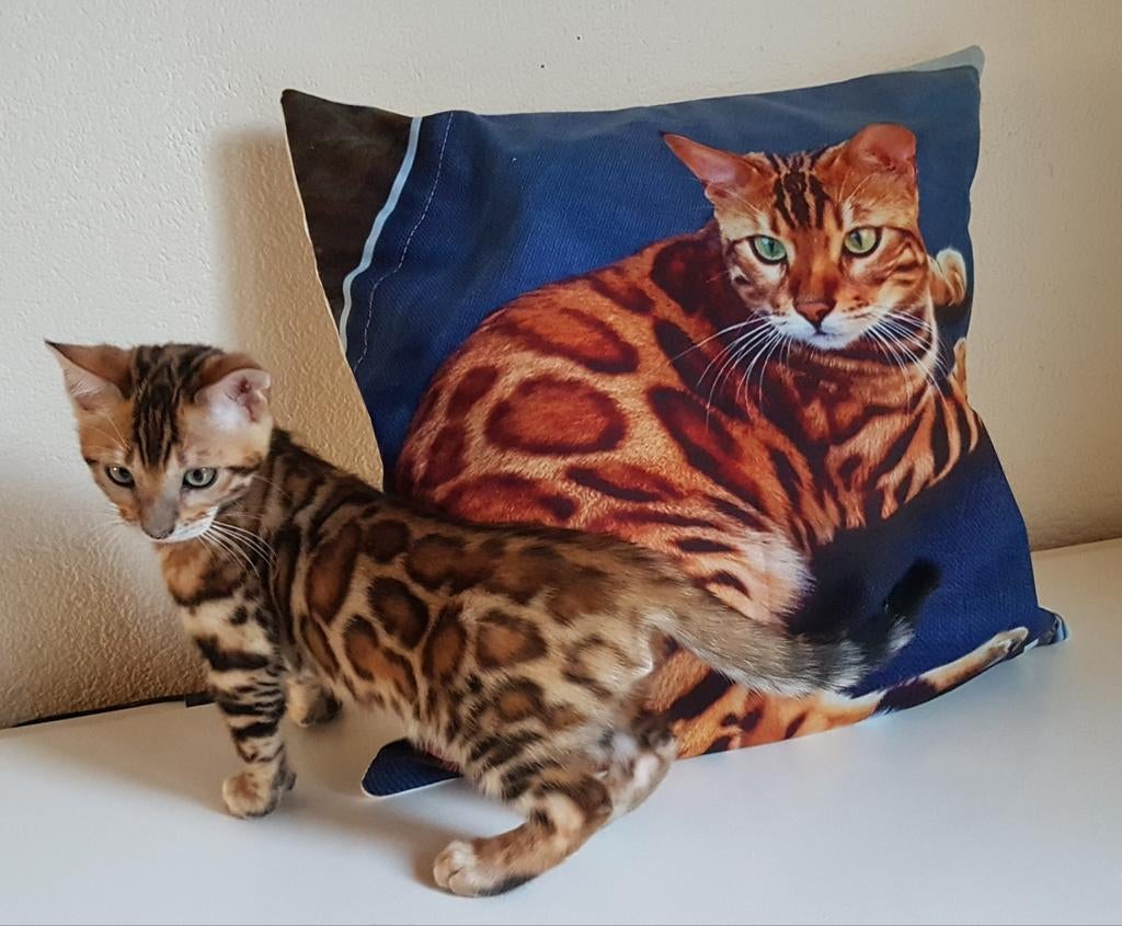 Bengalen cattery Sandoera, Dieren en Toebehoren, Meerdere dieren, Met stamboom, 0 tot 2 jaar