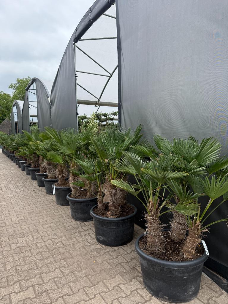 Meerstammige Trachycarpus wagnerianus palmbomen te koop!!, In pot, Halfschaduw, Ophalen of Verzenden, 100 tot 250 cm