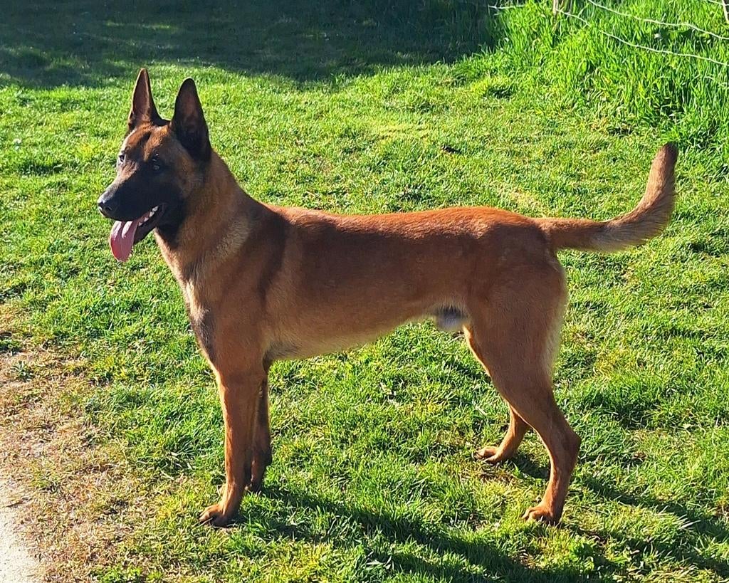 Staat ter dekking Mechelse Herder dekreu, Reu, 1 tot 2 jaar, Parvo, Eén hond