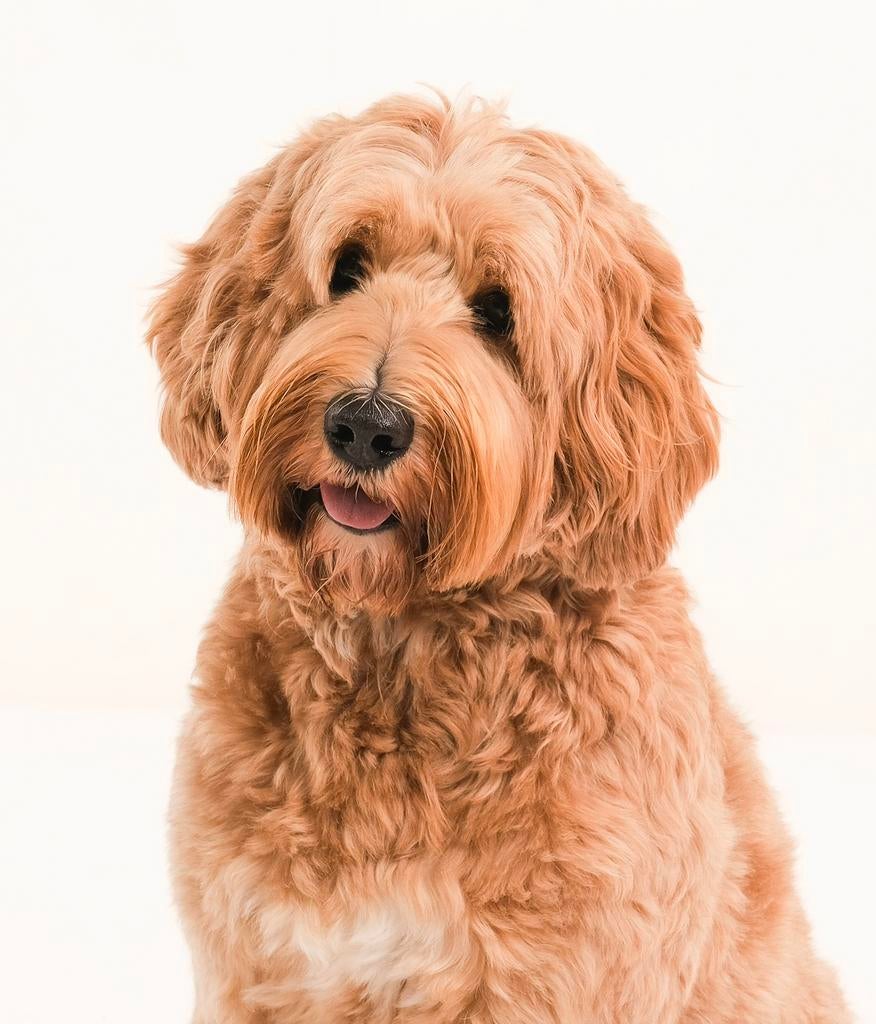 Australian Labradoodle dekreu, Dieren en Toebehoren, Reu, Parvo, Meerdere, 3 tot 5 jaar