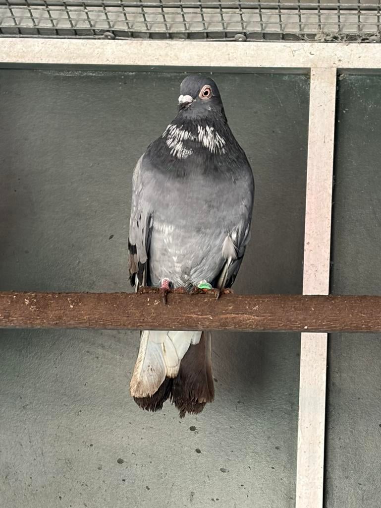 Sierduif, Dieren en Toebehoren, Geslacht onbekend, Overige soorten