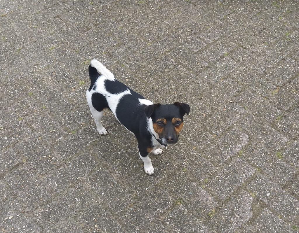 Een mooie jack russel dekreu, Reu, 1 tot 2 jaar, Parvo, Eén hond