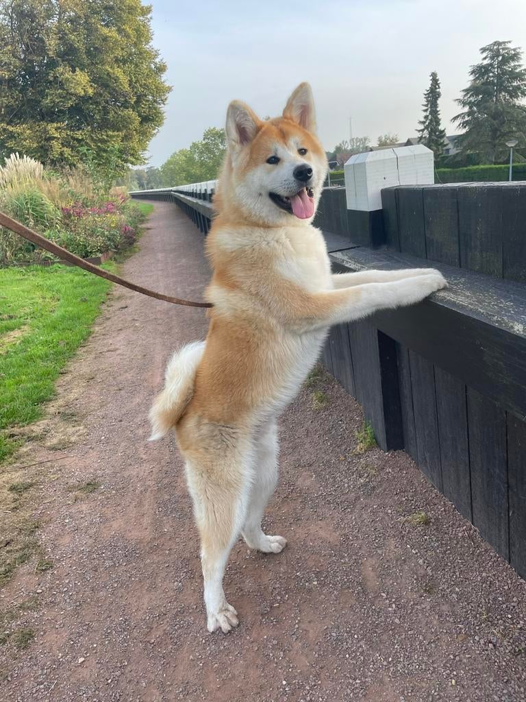 Akita Inu dekreu met Stamboom, Particulier, Reu, 1 tot 2 jaar, Buitenland