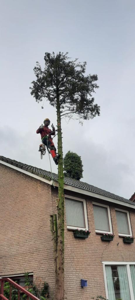 Boom kappen coniferen verwijderen stobbenfrezen stronk verwi