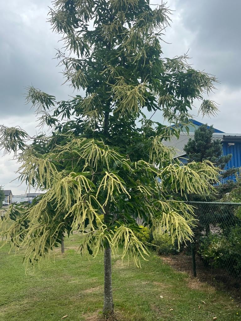 Tamme Kastanje Bomen, geeft eetbare Kastanjes, Ophalen, Lente, Volle zon, Overige soorten