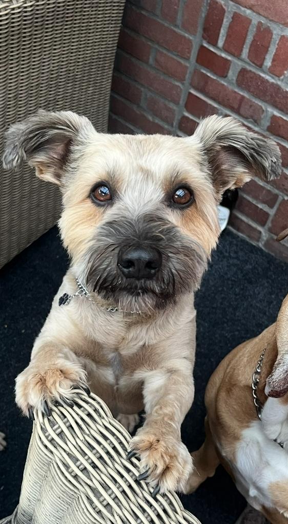 Dekreu aangeboden – Gustaw, Dieren en Toebehoren, Honden | Dekreuen, Parvo, 6 jaar of ouder, Reu, Eén hond
