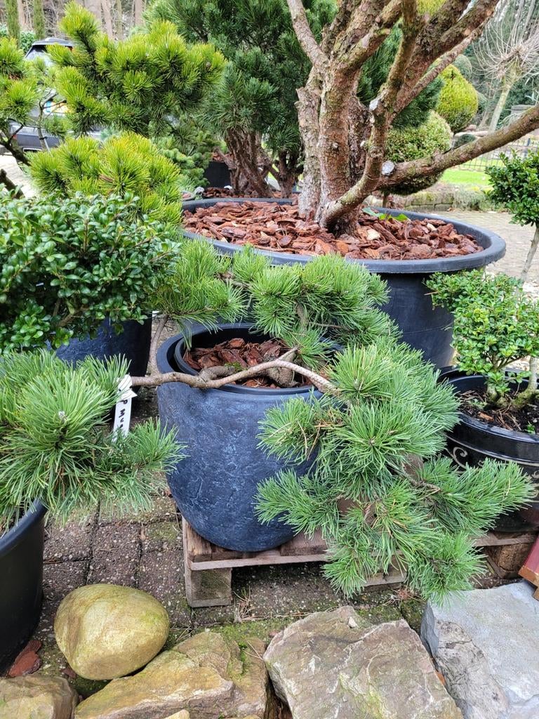 Pinus Mugo Kraus Kopf - Dwergden, Tuin en Terras, Planten | Bomen, Bloeit niet, Overige soorten, Minder dan 100 cm, Ophalen
