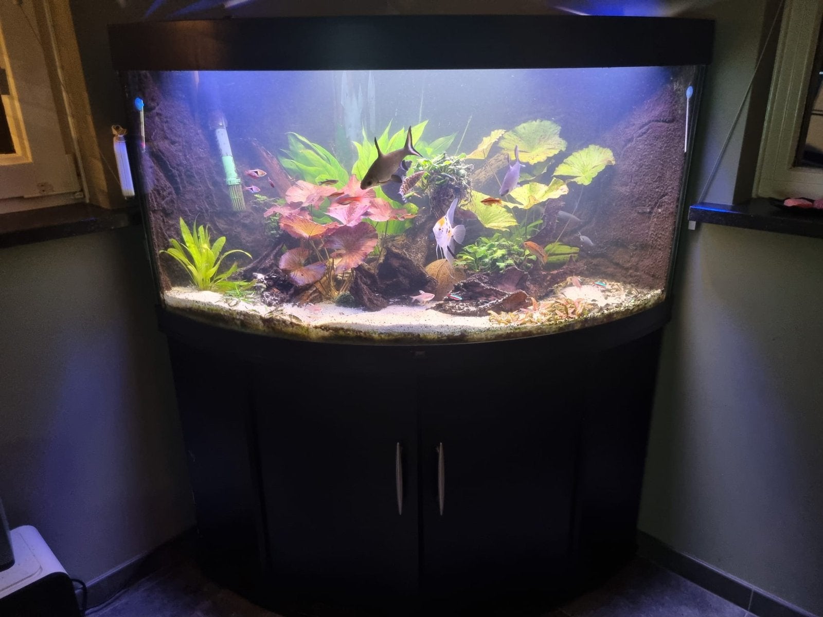 Juwel hoekaquarium 350 liter, compleet, Ophalen, Inclusief toebehoren, Gebruikt, Gevuld zoetwateraquarium