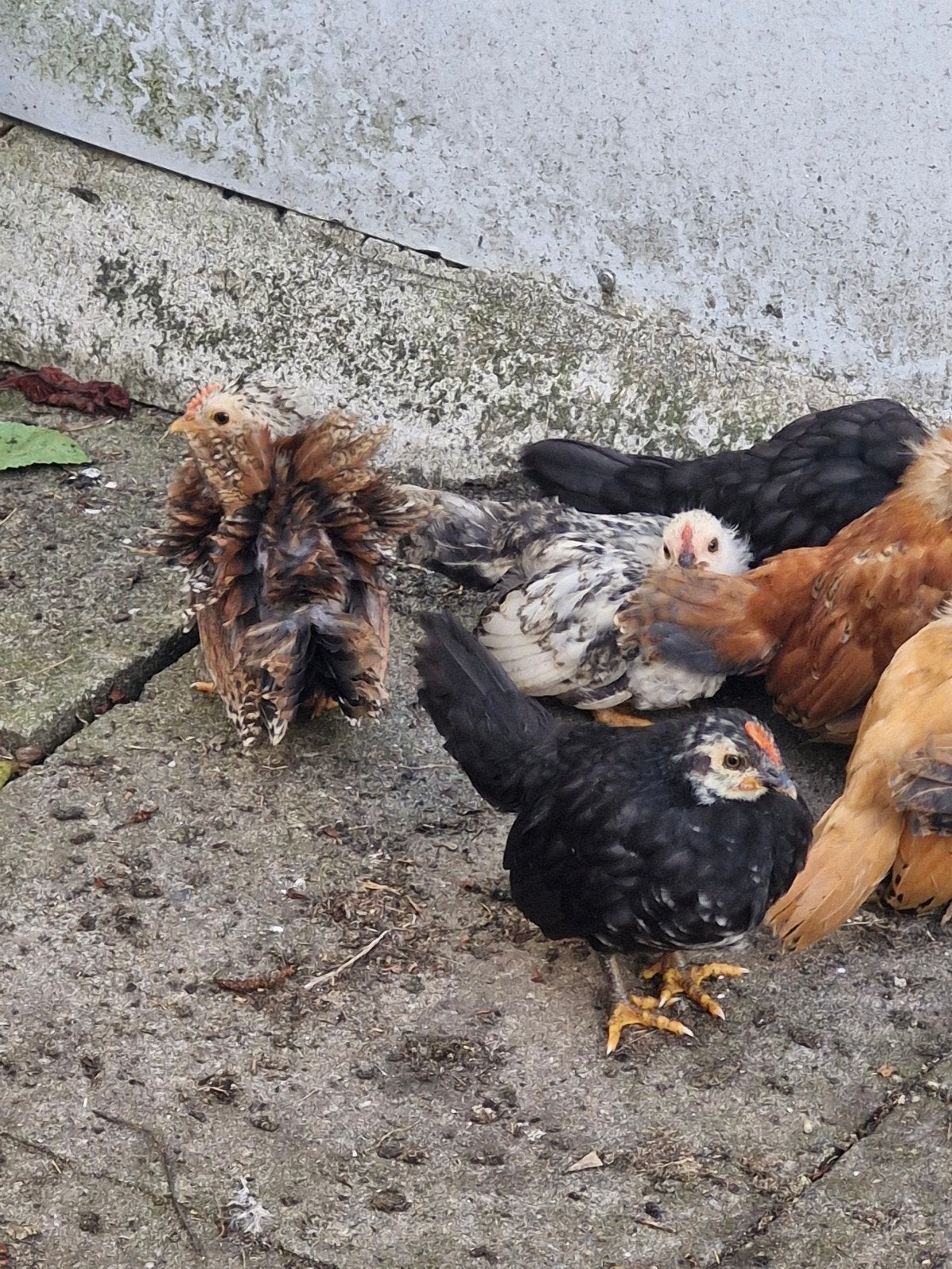 Diverse japanse kriel/ chabo haantjes, Dieren en Toebehoren, Pluimvee, Mannelijk, Kip