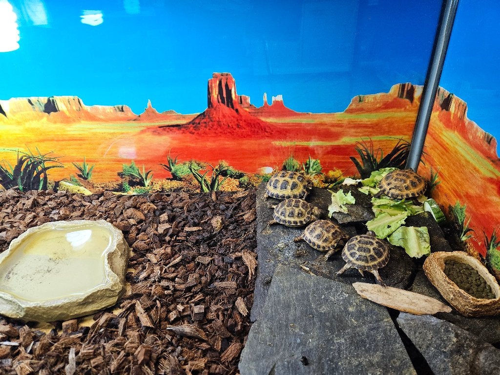 Testudo horsfieldii Russische vierteenlandschildpad
