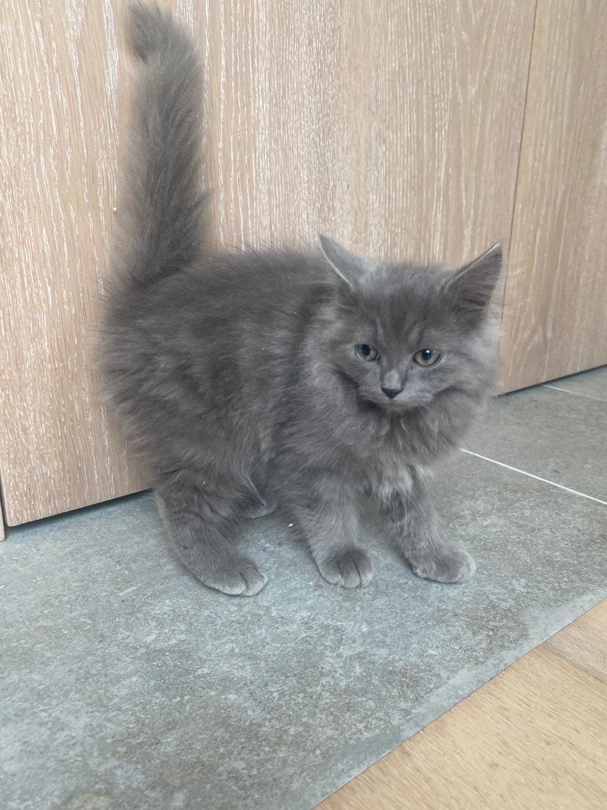 Prachtige kitten zoekt een warme thuis, Meerdere dieren