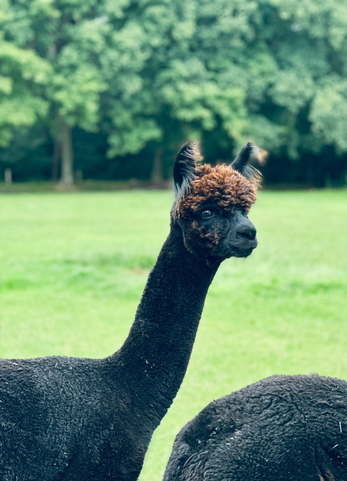 Alpacamerries (ook drachtig), Dieren en Toebehoren, Juni, Meerdere dieren