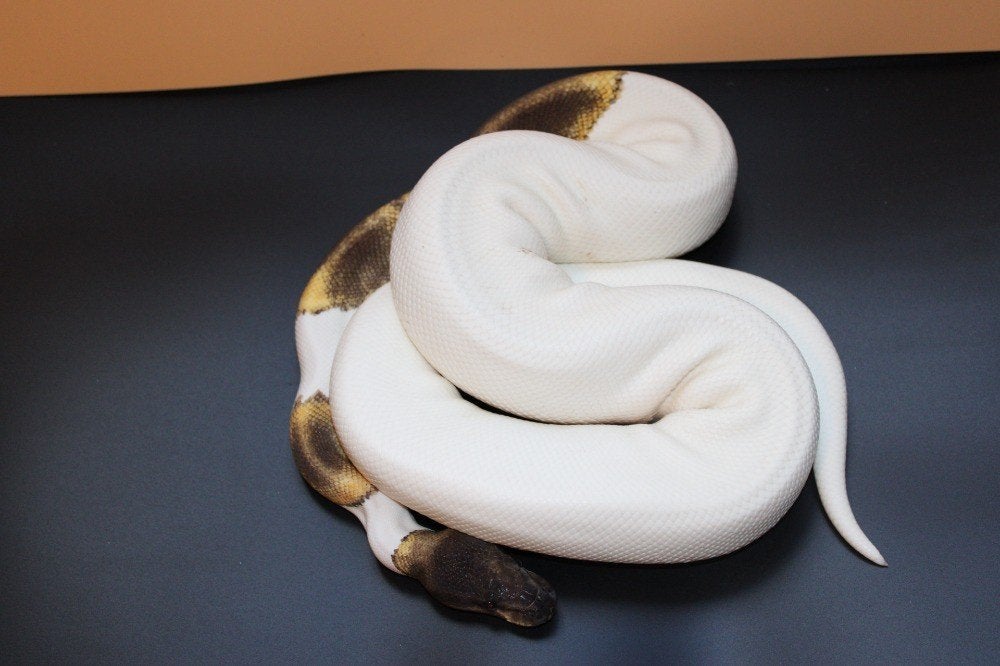 Spécial GHI Piebald PH Clown/ / Ball Python/ Regius python, Slang, Tam, 0 tot 2 jaar