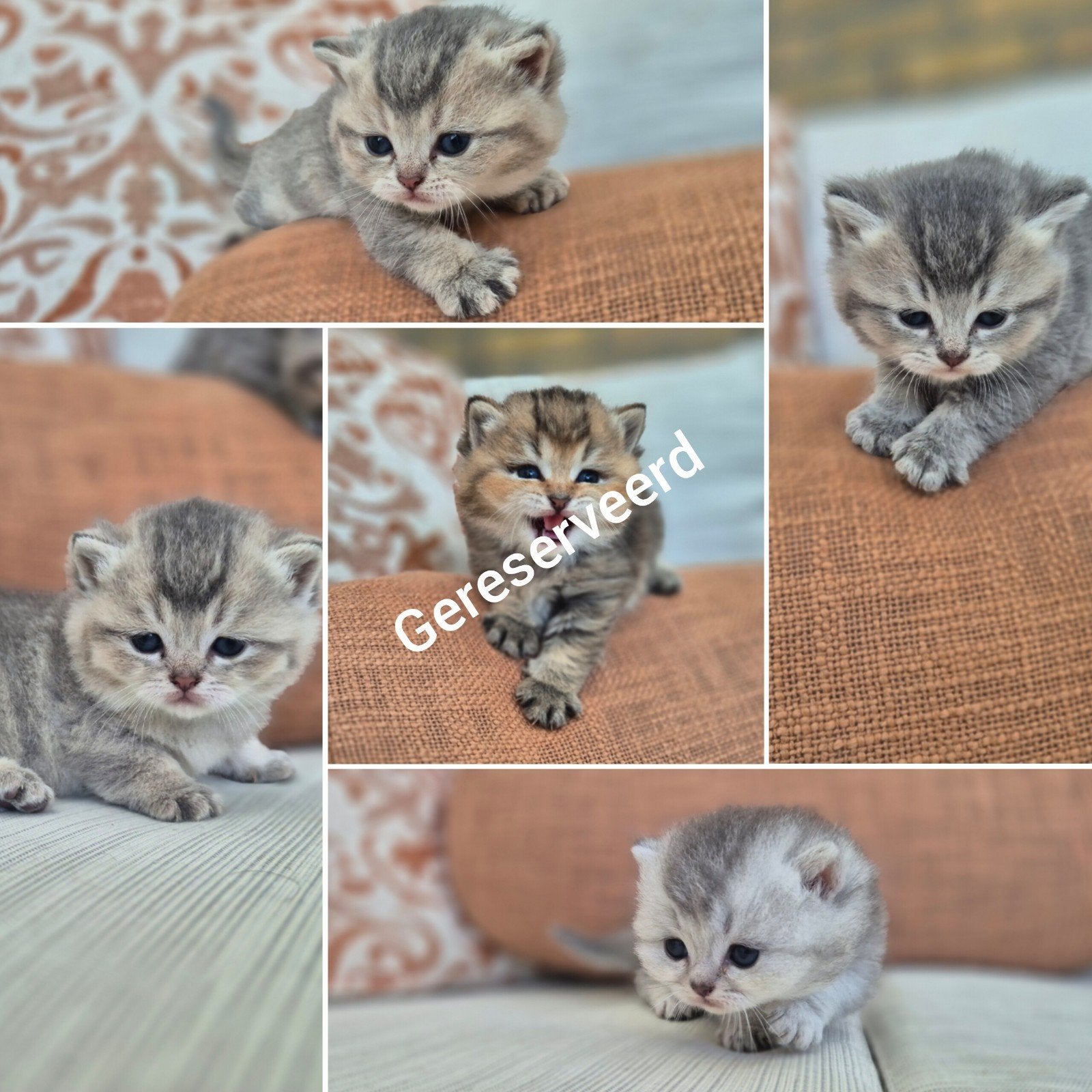 Brits korthaar kittens, Meerdere dieren, Ontwormd