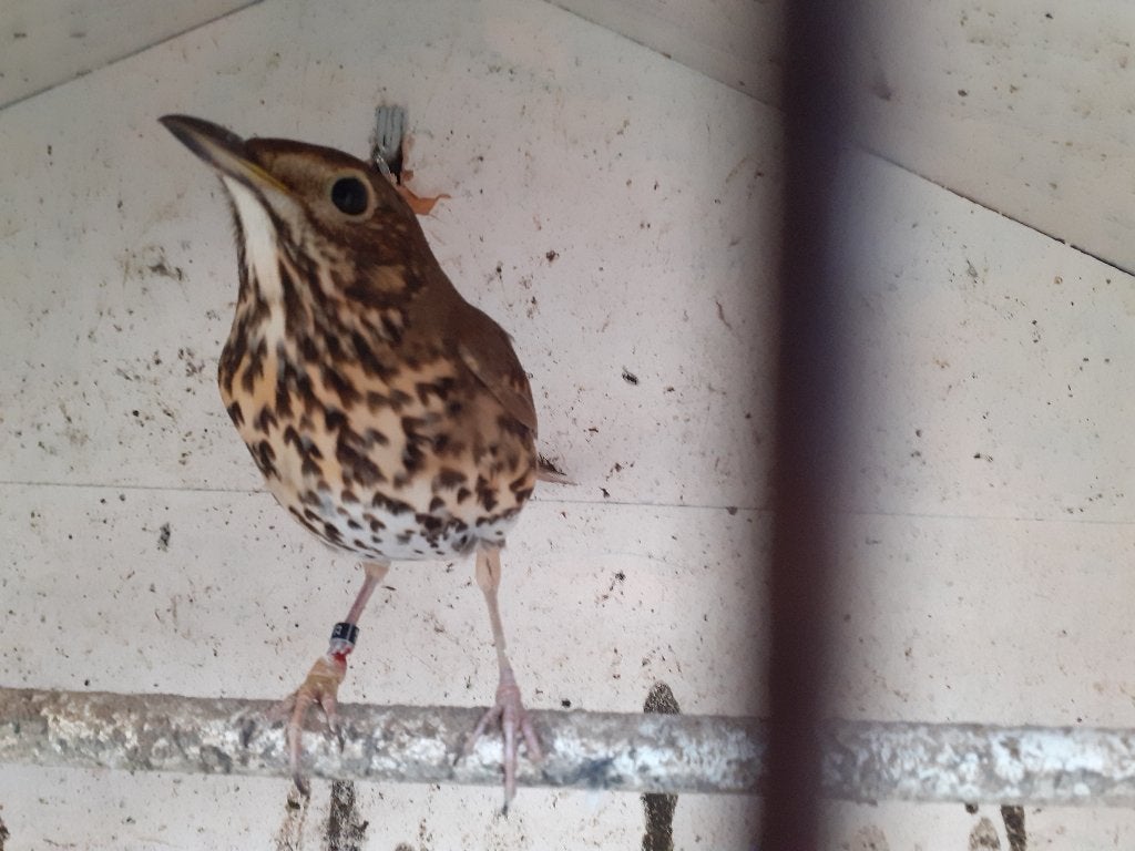 lijsters koppel, Meerdere dieren, Wildzangvogel, Geringd