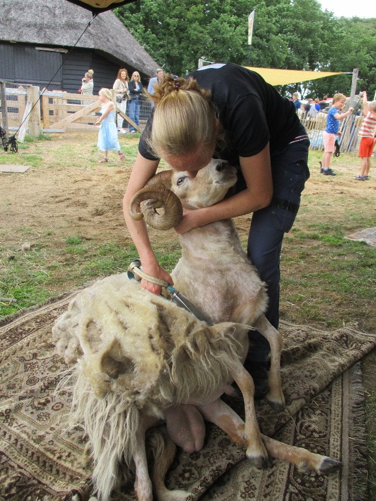 Schapen scheren/ Schapenscheerder, Mannelijk, Schaap