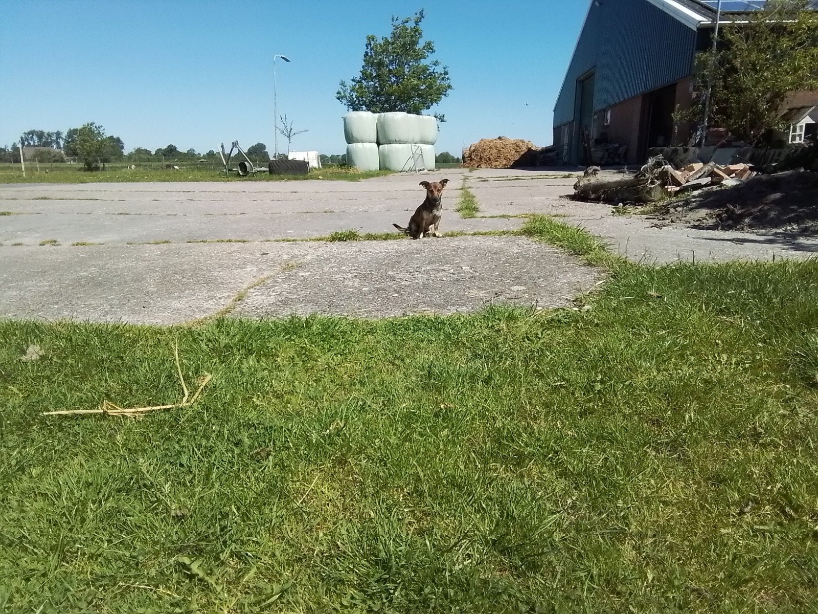 Te koop jack russel, Jack Russell Terriër, 1 tot 2 jaar, Teef, Eén hond