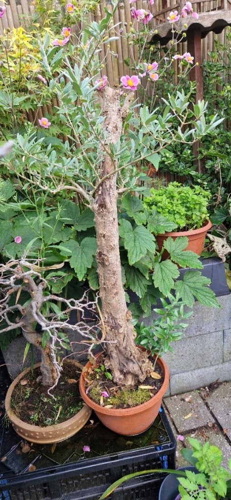 Bonsai startplant Olijf, Bloeit niet, Overige soorten, Minder dan 100 cm, Ophalen