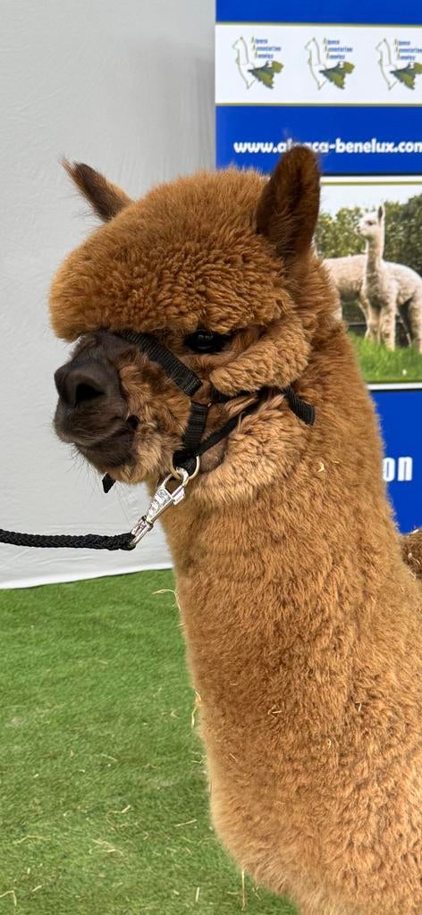 Alpaca hengst, Augustus, Mannelijk