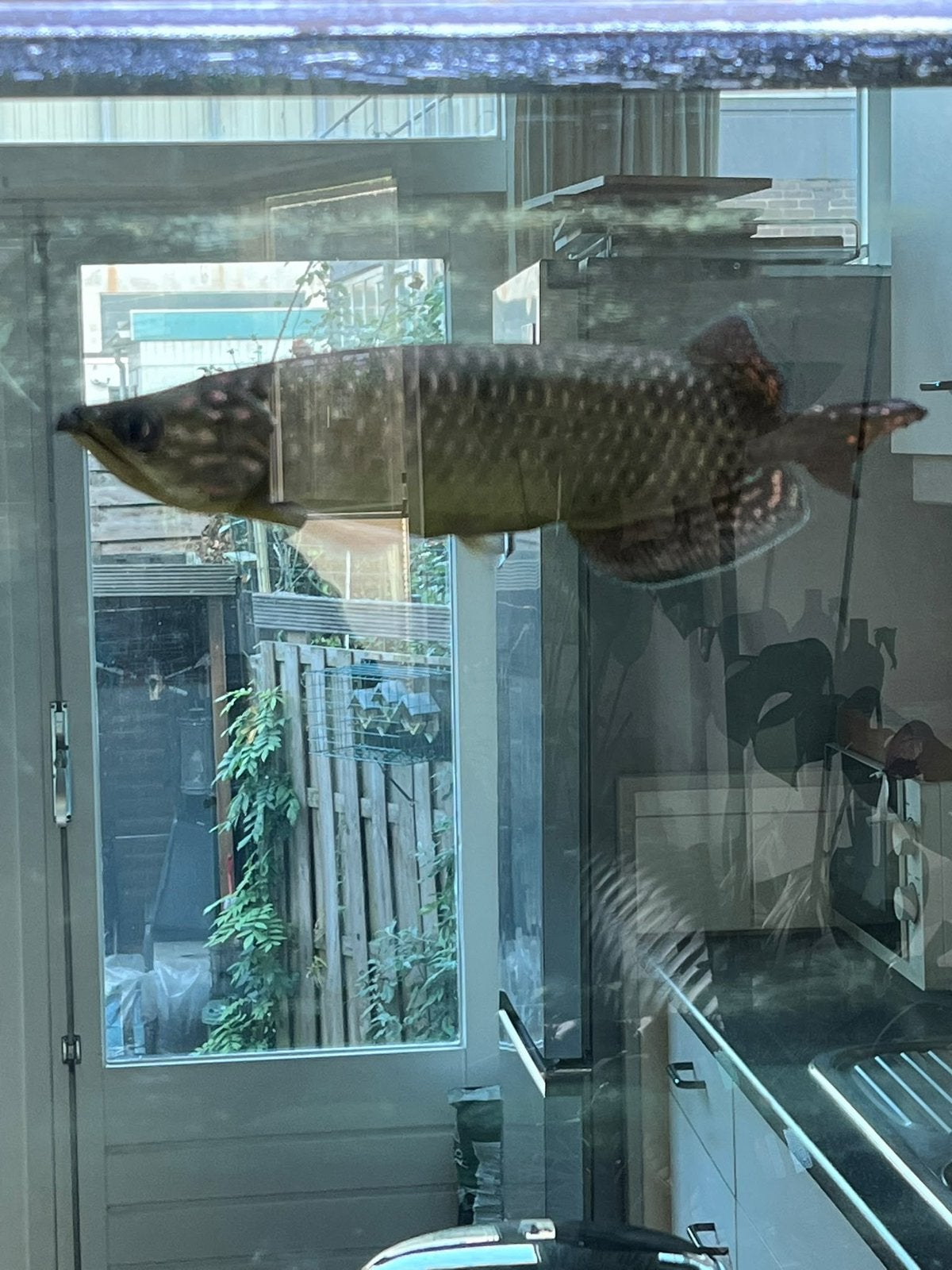 Arowana seratoga australia., Vis, Zoetwatervis
