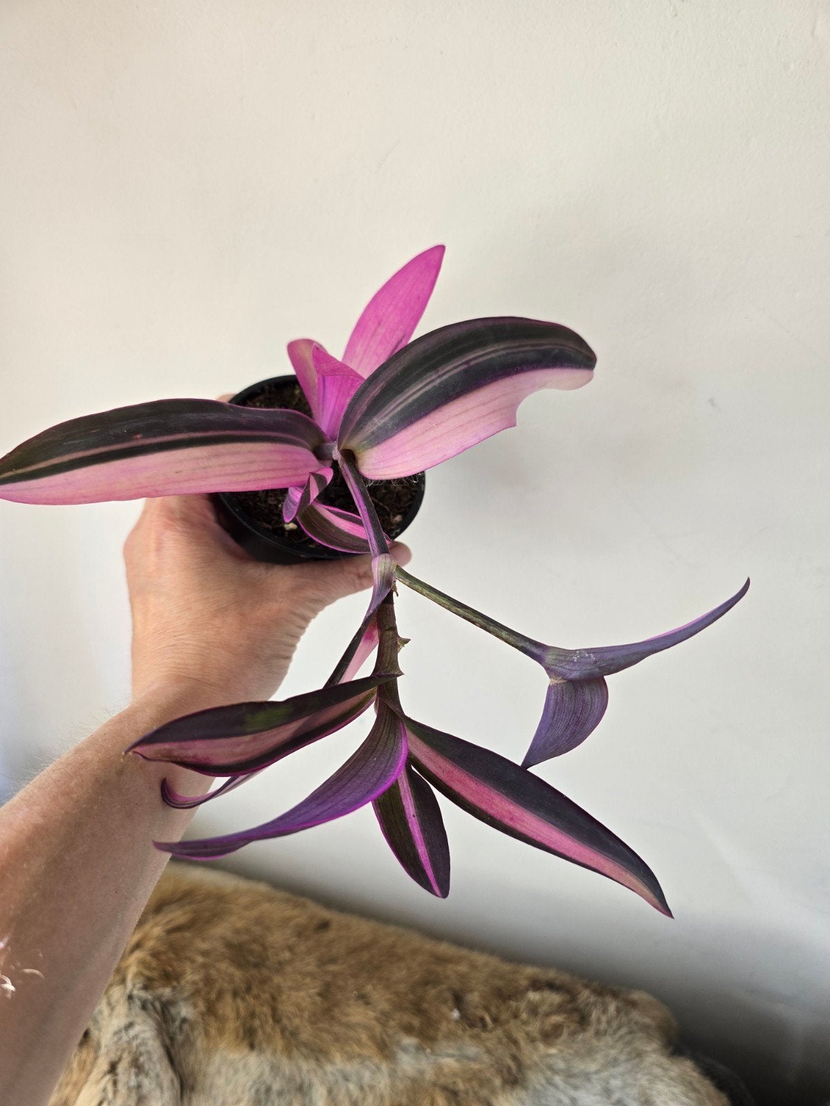 tradescantia pink stripe, Ophalen of Verzenden, Halfschaduw, Minder dan 100 cm
