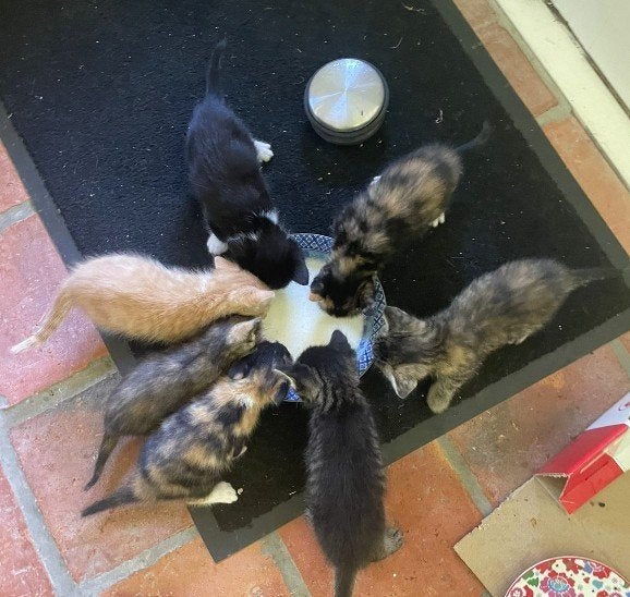 WEGENS OVERWELDIGENDE BELANGSTELLING OP PAUZE: kittens!, Dieren en Toebehoren, Meerdere dieren, Ontwormd, 0 tot 2 jaar
