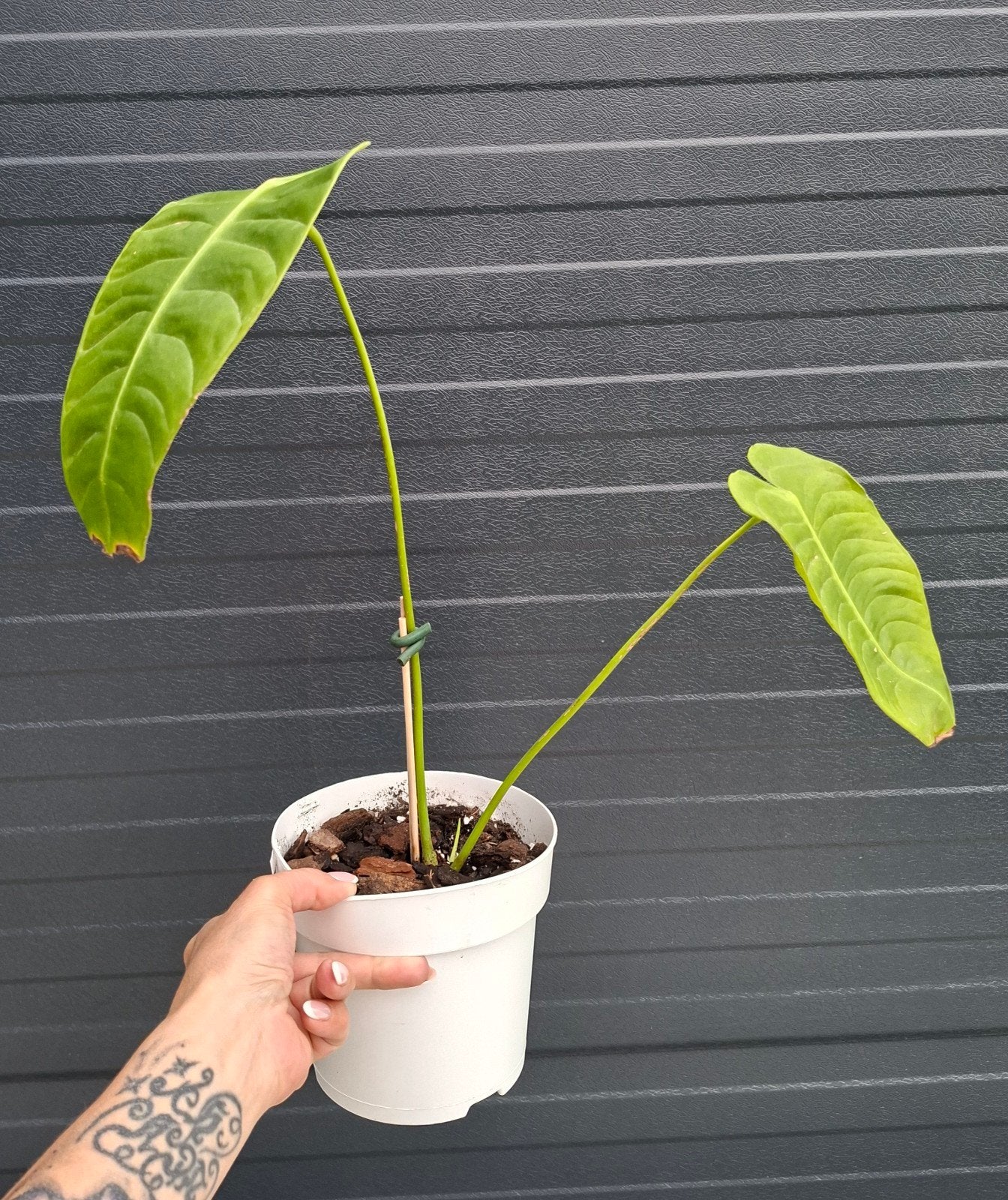 Anthurium Veitchii, Ophalen