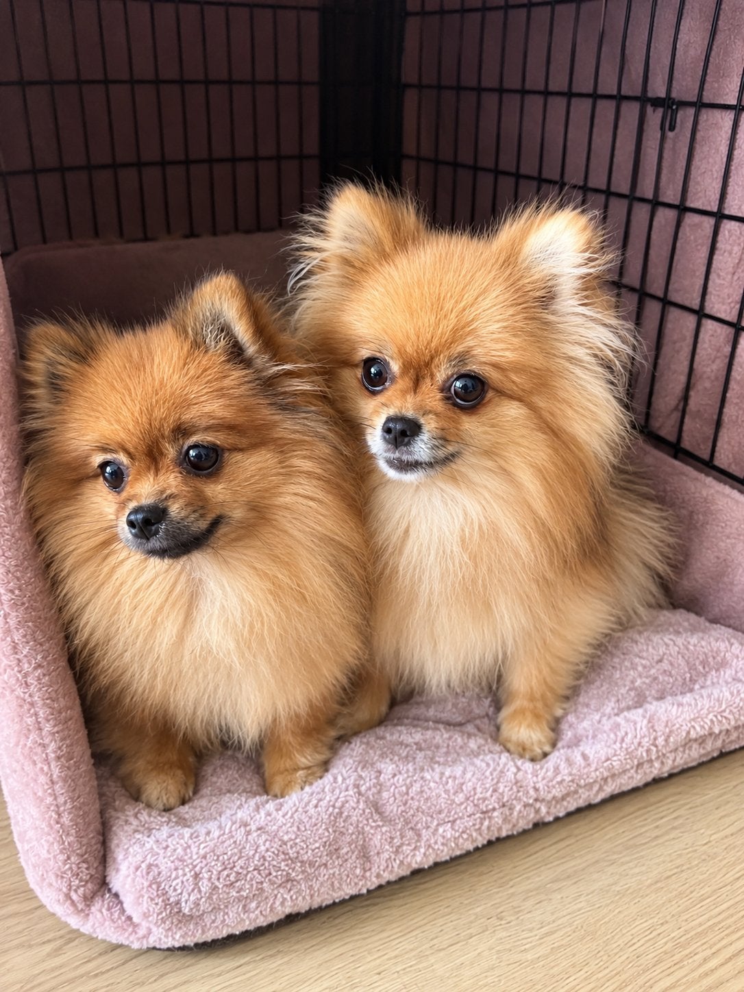 2 pomerianen teefjes orange sable, Keeshond, 1 tot 2 jaar, Teef, CDV (hondenziekte)