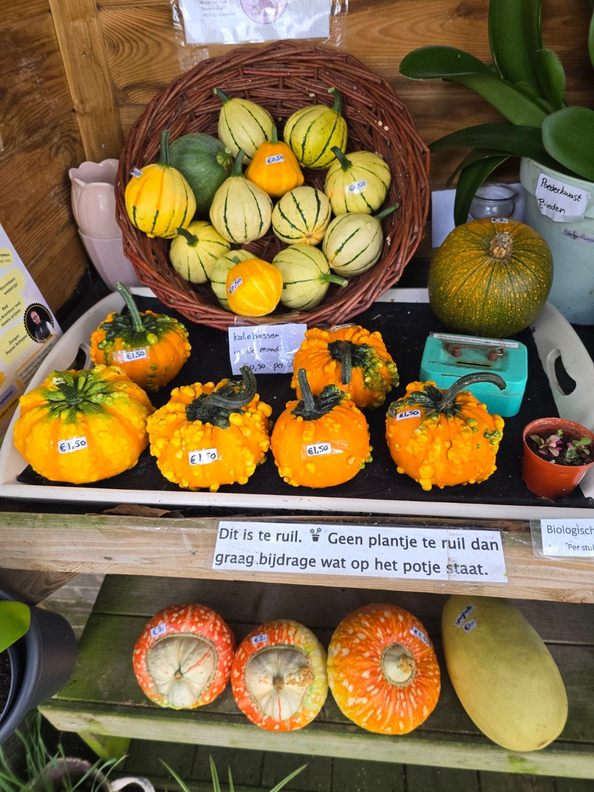 pompoenen en kalebassen, Tuin en Terras, Ophalen, Overige soorten